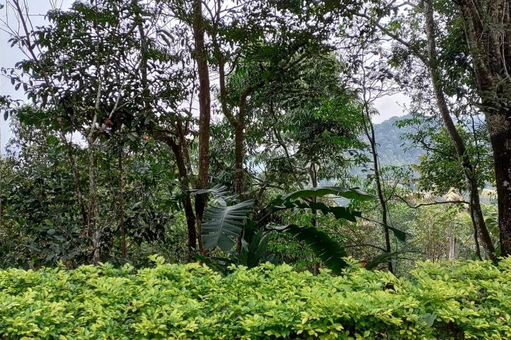 Coffee Camp Home Stay With Tree House Kattappana Exteriér fotografie