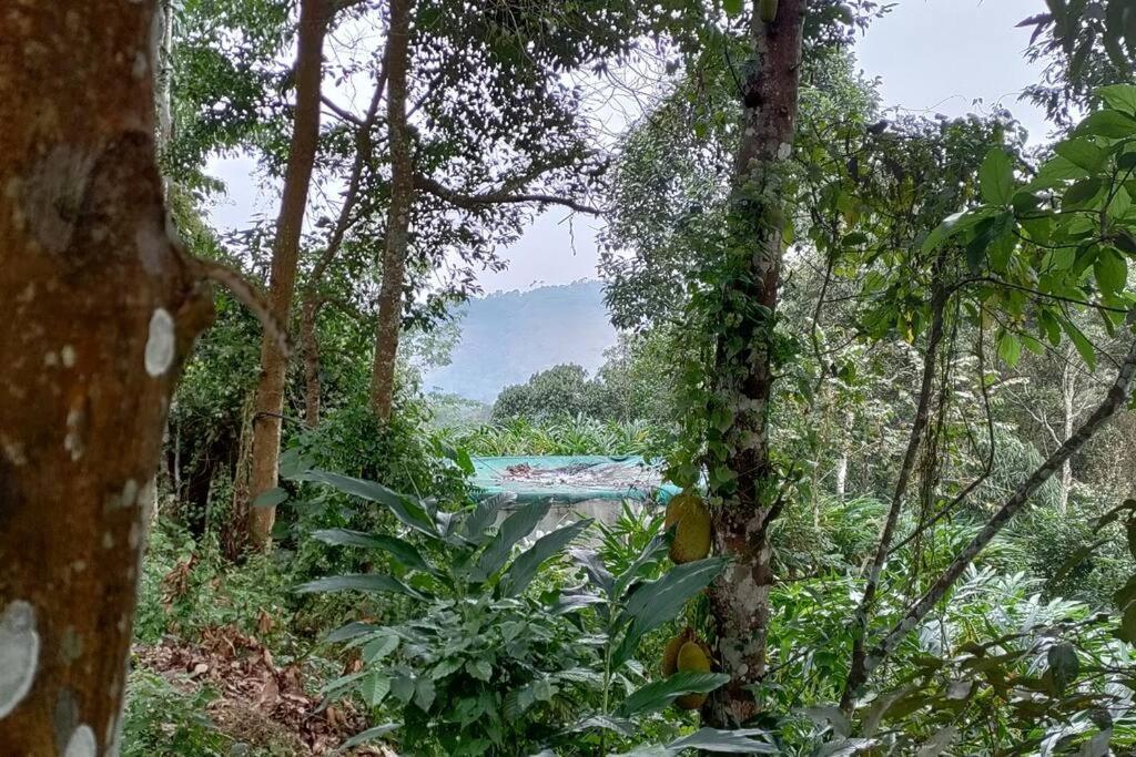 Coffee Camp Home Stay With Tree House Kattappana Exteriér fotografie