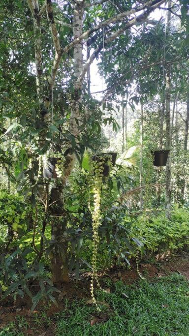 Coffee Camp Home Stay With Tree House Kattappana Exteriér fotografie