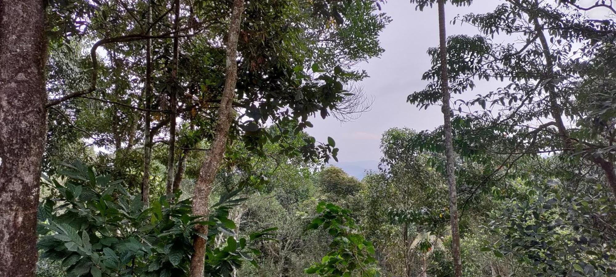 Coffee Camp Home Stay With Tree House Kattappana Exteriér fotografie