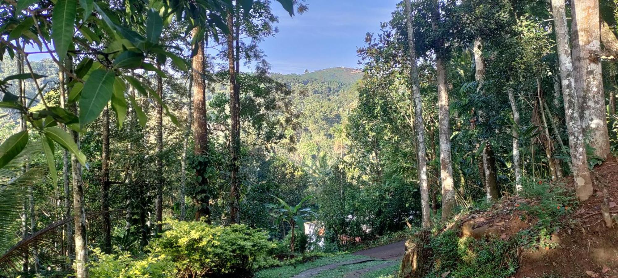 Coffee Camp Home Stay With Tree House Kattappana Exteriér fotografie